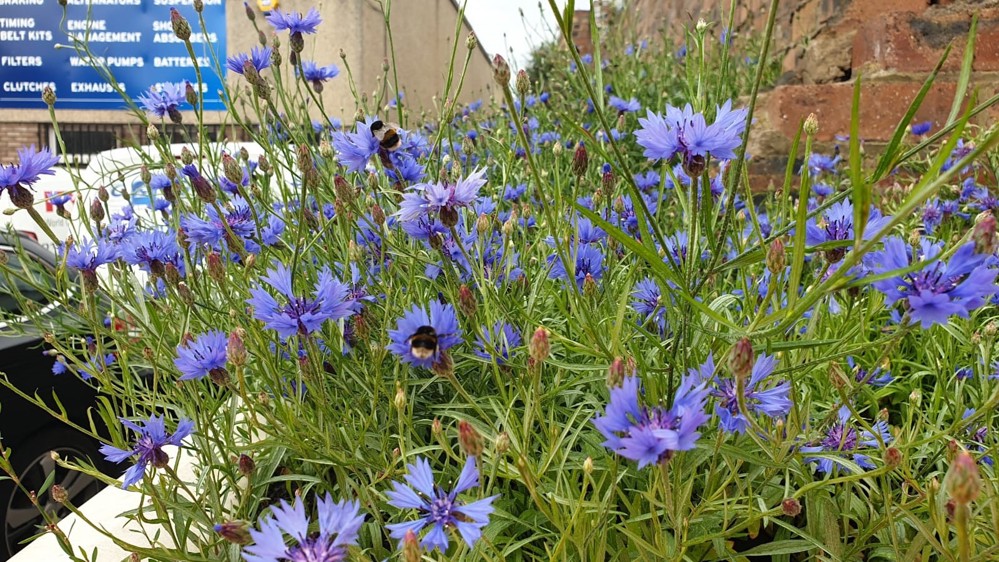 A micro wildflower meadow at Bonnington Industrial Estate