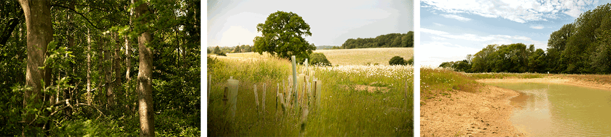 Woodland, hedgerow, Scrubland and pond units at Evergreen BNG habitat banks